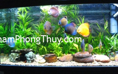 Cách dùng bể cá để tăng vận đào hoa mà không phạm phong thủy