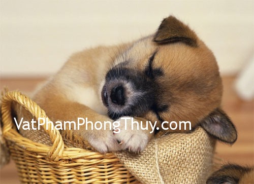 Nuôi chó cũng cần phải theo phong thủy