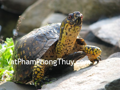 Cách bài trí rùa phong thủy mang lại may mắn, bình an