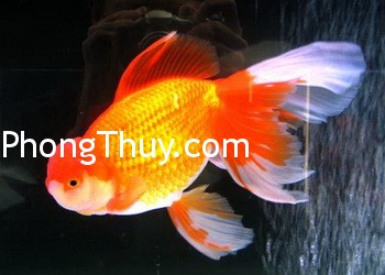 Nuôi cá vàng để kích hoạt vận may trong nhà