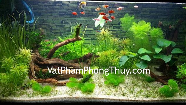 Cách đặt bể cá trong nhà hợp phong thủy để mang lại vận may