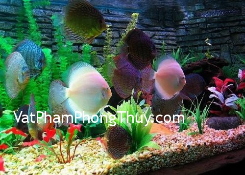 Những vị trí tránh đặt bể cá trong nhà
