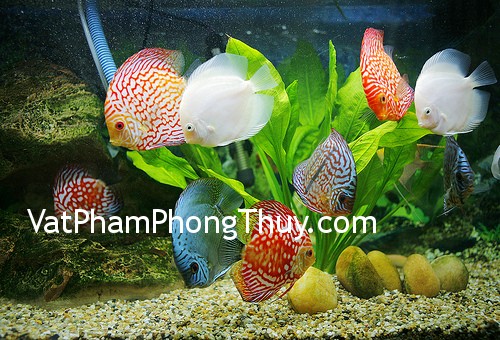 Những vị trí cấm kỵ đặt bể cá theo phong thủy
