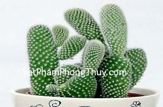 Những loại cây phong thủy mang lại tài lộc cho phòng làm việc