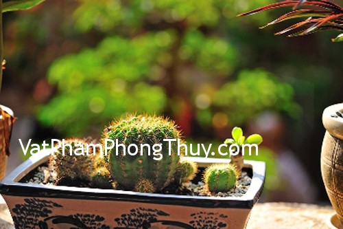Những loại cây có tác dụng hóa giải khi đặt ở ban công