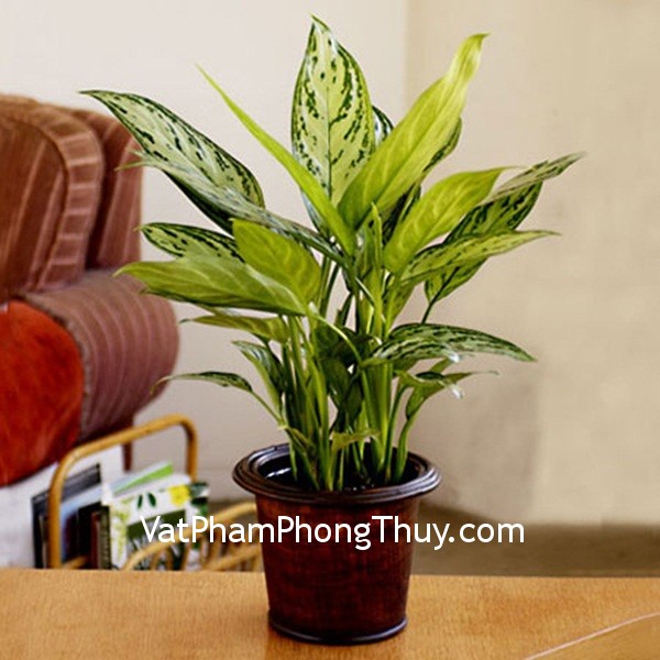Chọn cây cảnh đem lại may mắn cho bàn làm việc