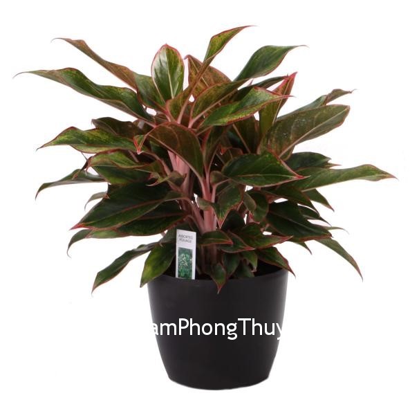 Những loại cây cảnh đem lại vượng khí cho phòng khách