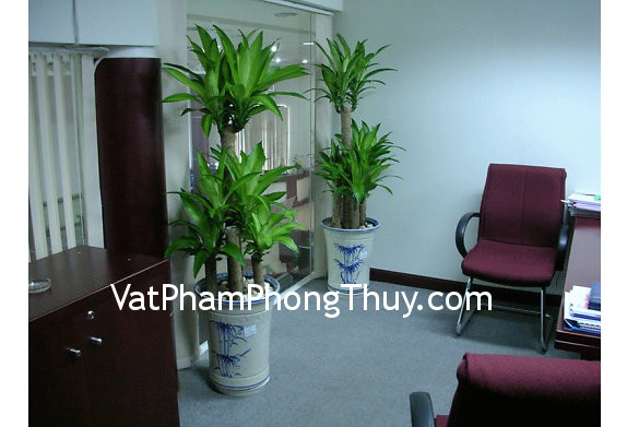 Nhữn cây trồng đem lại may mắn cho nhà ở