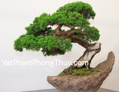 Đặt cây cảnh đúng chỗ để hút tài vượng lộc