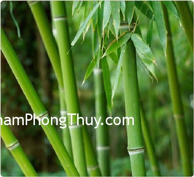 Những biểu tượng phong thủy tượng trưng cho sức khỏe và trường thọ