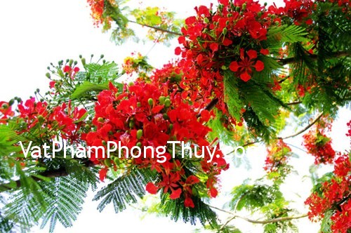 Chọn hướng thu hút vượng tài cho nhà ở trong mùa hè