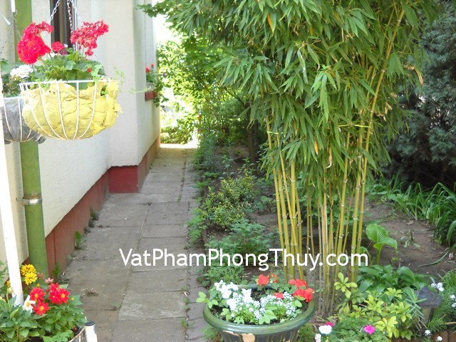 Trồng cây quanh nhà cần lưu ý phong thủy để được may mắn