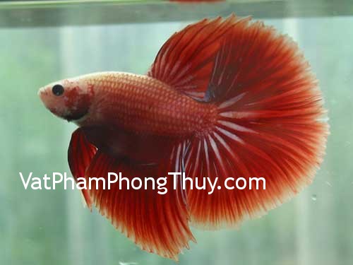 Chọn số lượng cá nuôi trong nhà may mắn theo ngũ hành