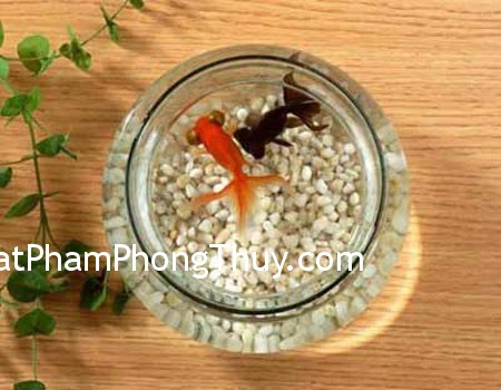 Hình dáng bể cá hợp mệnh sẽ đem tài lộc vào nhà