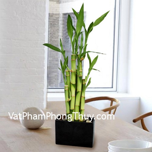 Chọn cây cảnh đặt trên bàn làm việc đem lại may mắn