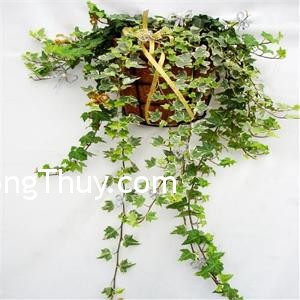 Treo dây thường xuân trừ tà, đem lại may mắn cho nhà ở