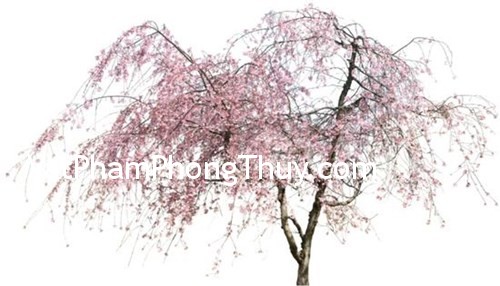 Những loại cây có tác dụng trừ tà trong phong thủy