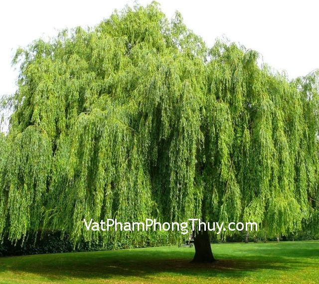 Trong vườn không nên trồng những loại cây này kẻo mang họa