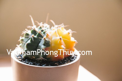 Xương rồi đặt ở những vị trí này sẽ đem lại nhiều điều xui