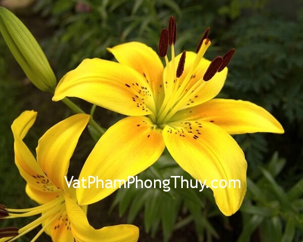 6 Loại cây có tác dụng chiêu tài cho người mệnh Kim