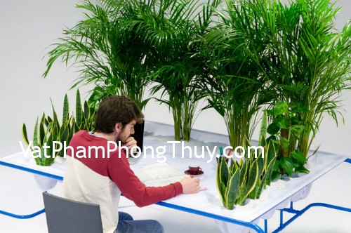 Cách bài trí cây cảnh ngày Tết trong nhà giúp tăng cường sức khỏe