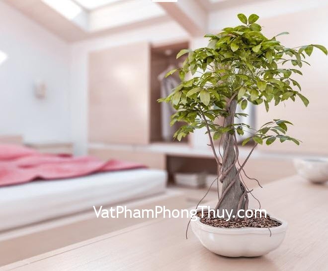 Phong thủy khuyên tốt nhất là không nên đặt cây cảnh trong phòng ngủ