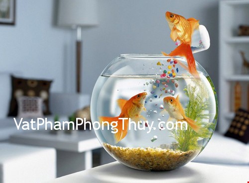 Tuyệt đối tránh đặt bể cá trong nhà ở những vị trí này