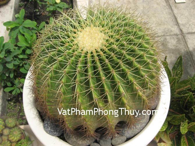 Không nên tùy tiện đặt cây xương rồng trên bàn làm việc tránh phạm phong thủy