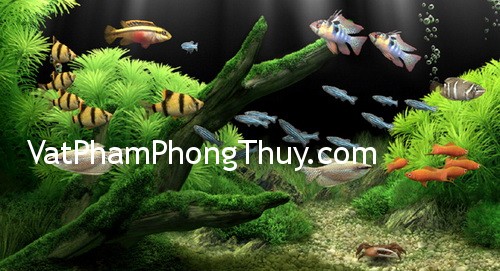Đặt vật phẩm phong thủy sai cách tức là đang rước họa vào nhà
