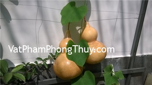 Tác dụng tuyệt vời của việc đặt bầu hồ lô trong nhà