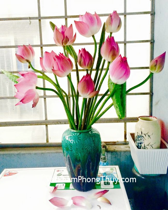 Những loại hoa đem lại may mắn nên bài trí trong nhà