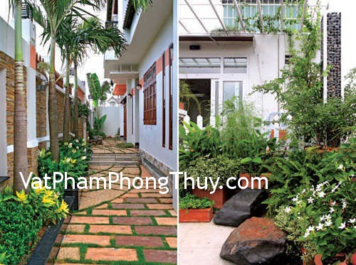 Cách trồng cây cảnh giúp phát tài cho nhà ở