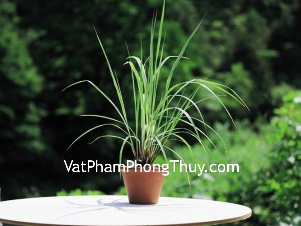 7 loại cây thơm đẹp rất hữu ích dễ trồng trong nhà bạn