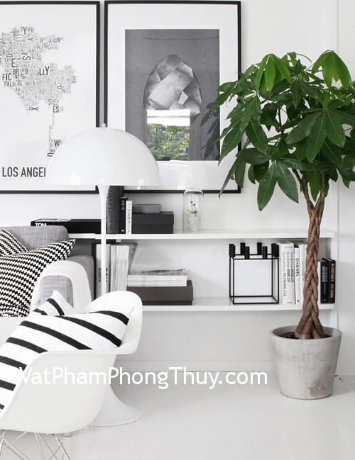 Những cây phong thủy mang đến sự thịnh vượng may mắn trong nhà
