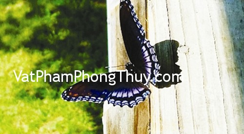 Dấu hiệu để nhận biết những điềm báo may mắn sắp đến với bạn
