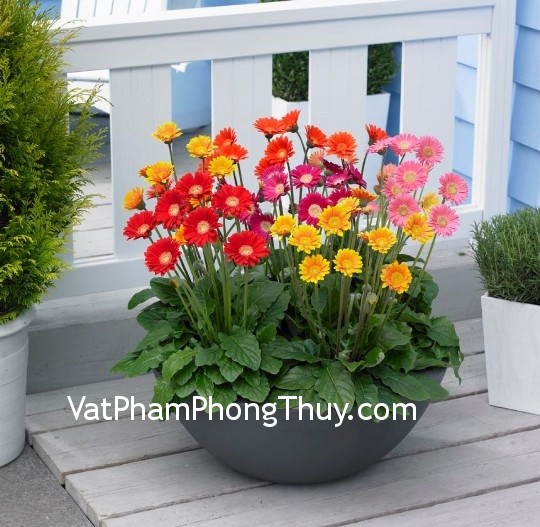 Cách thay đổi phong thủy trong nhà bằng cây và hoa