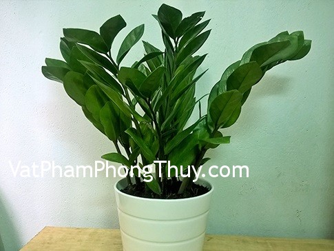 Cách chọn cây cảnh hợp mệnh sinh tiền, tài, lộc