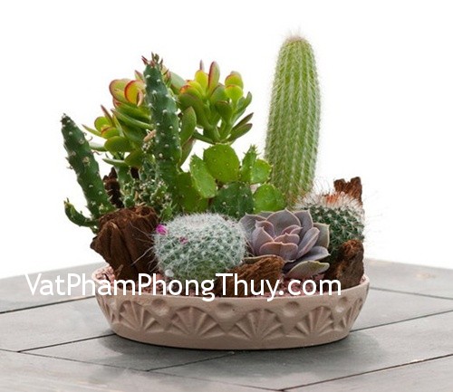 Những loại cây trồng cực xui xẻo, khiến cho chủ nhà hao tiền của
