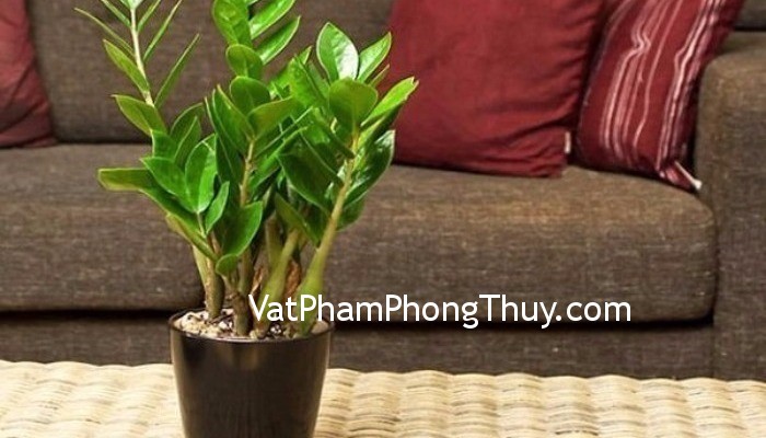 Cách trồng cây thu hút tiền tài theo tuổi và những điều cần biết