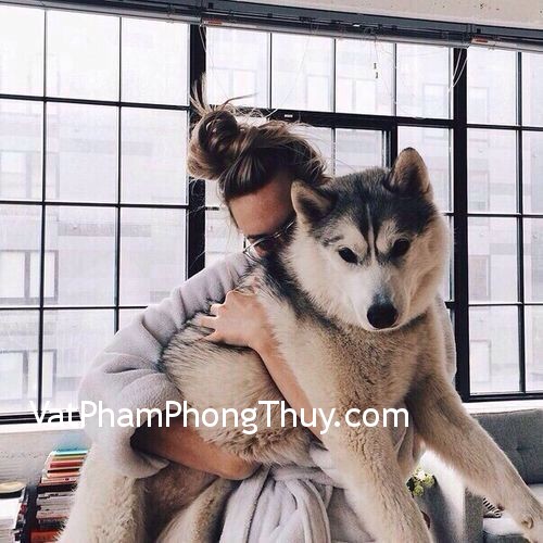 Màu lông chó sẽ ảnh hưởng tốt xấu thế nào đến tài vận của gia chủ