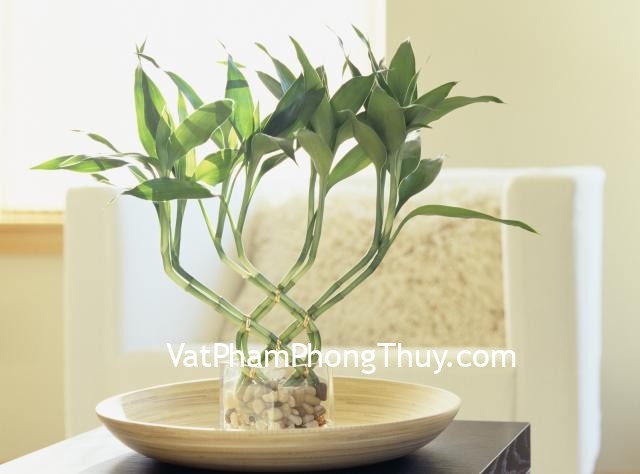 Bamboo plant on table by arm chair