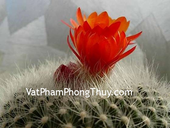 Bàn làm việc tuyệt đối không nên đặt những vật này kẻo gặp xui