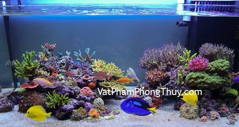 Đặt bể cá đúng hướng phong thủy giúp tang vượng khí cho gia chủ