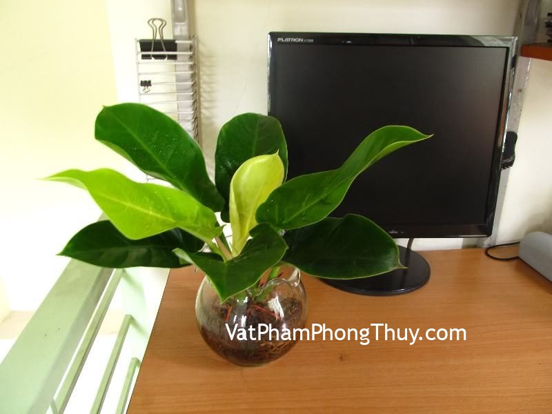 Cách bài trí cây xanh trên bàn làm việc đem lại may mắn