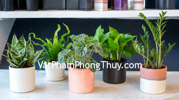 Nên và không nên khi trồng cây trong nhà để thu hút tài lộc
