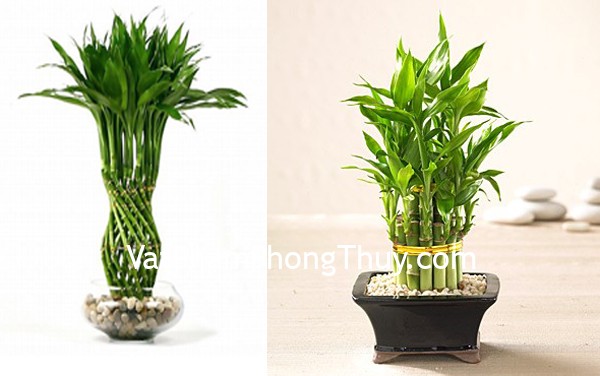 Vị trí chuẩn đặt cây phất dụ để tài lộc kéo đến ầm ầm