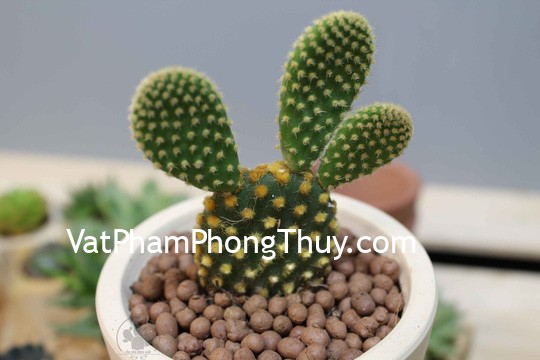 Những vật phẩm tuyệt đối nên tránh xa bàn làm việc kẻo mang họa