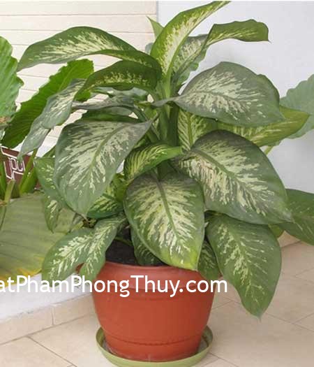 Đặt cây đúng phong thủy hút tài lộc cho nhà ở