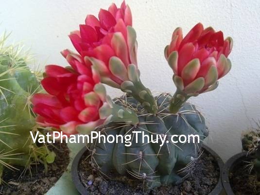 Muốn may mắn và tránh được họa thì không nên mang xương rồng vào nhà hay văn phòng