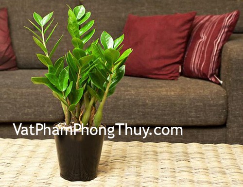 Những loại cây hút tài lộc cho nhà ở nên có trong nhà